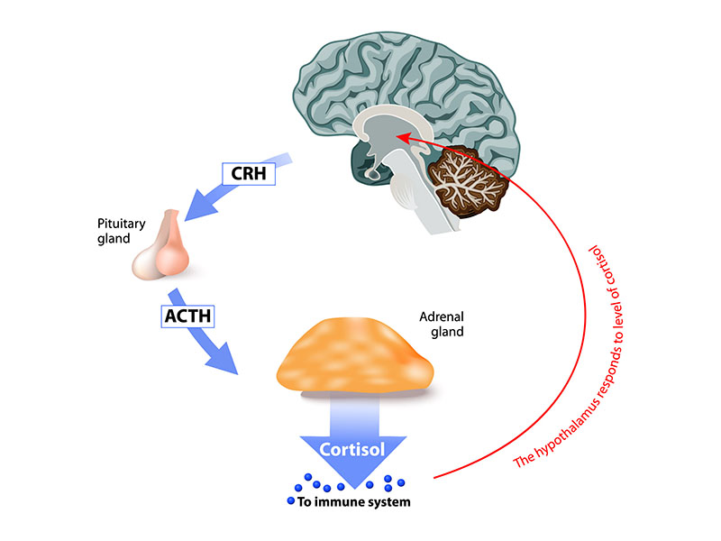 >Adrenal Abnormalities