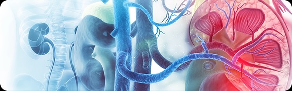Endocrine System